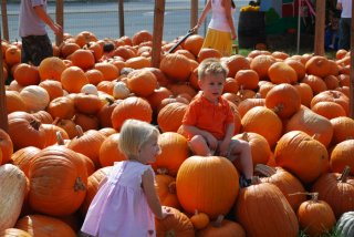 Pumpkin Patch